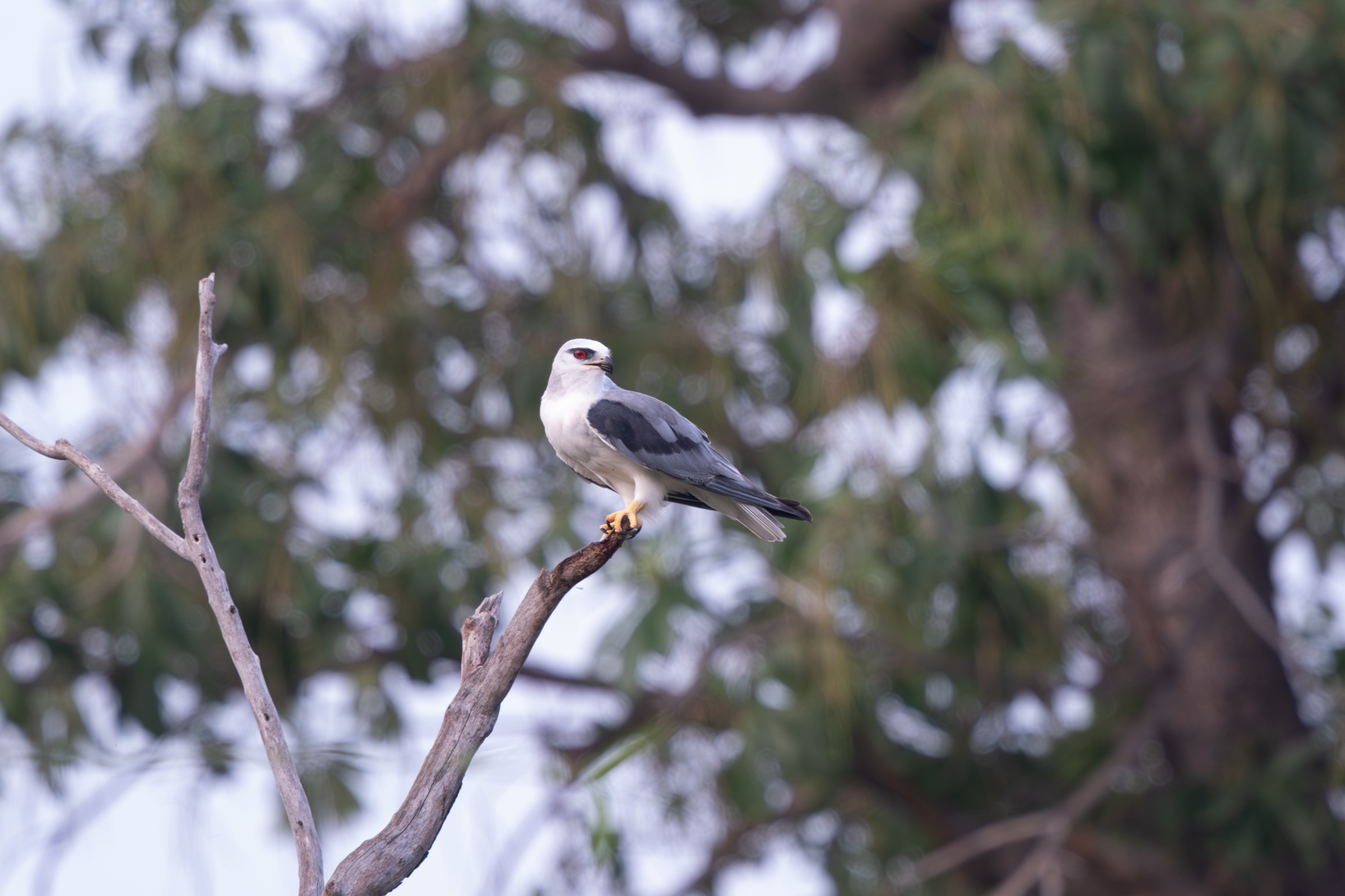 0504 黑翅鳶進食