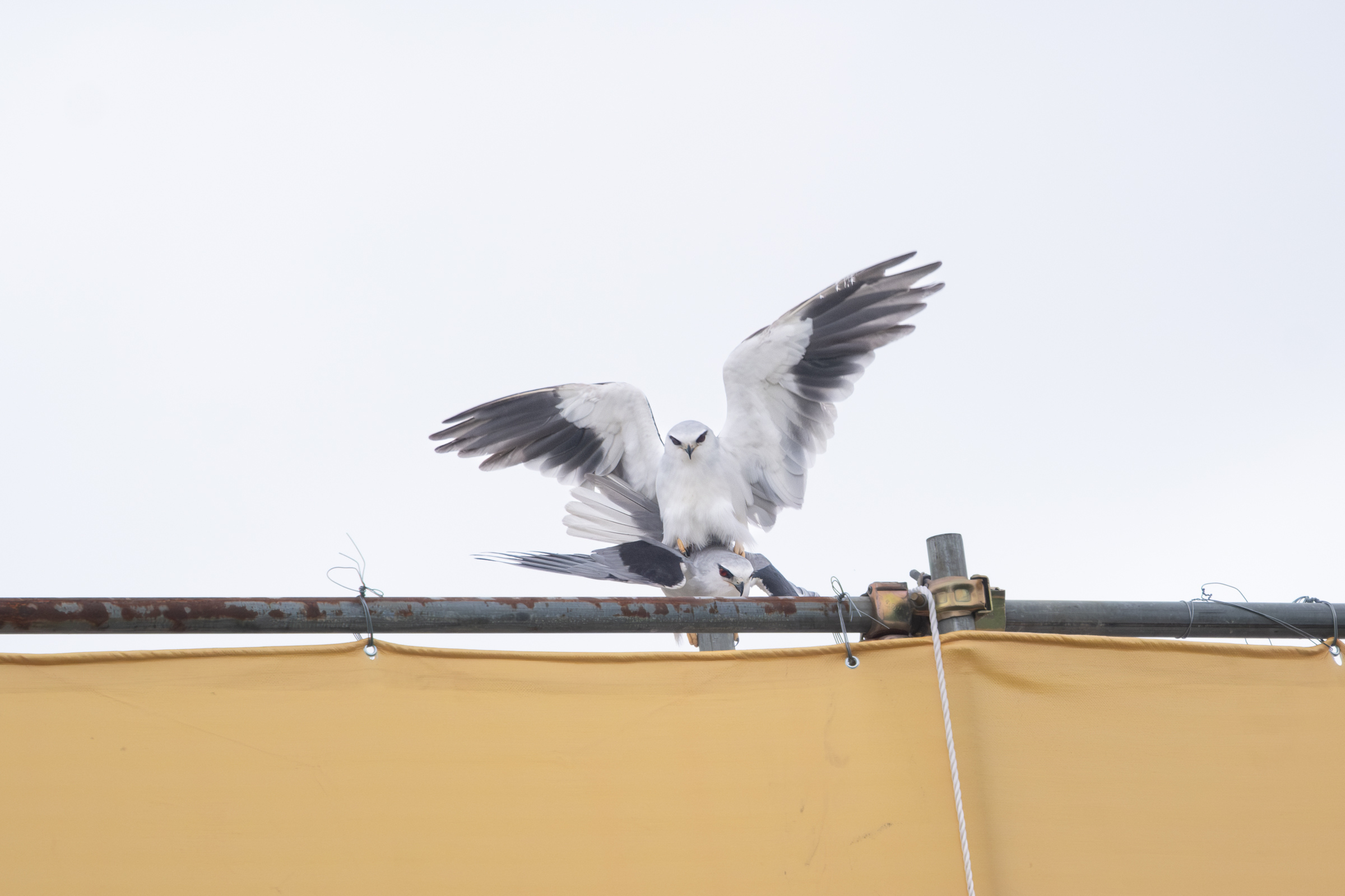 0525 黑翅鳶交配