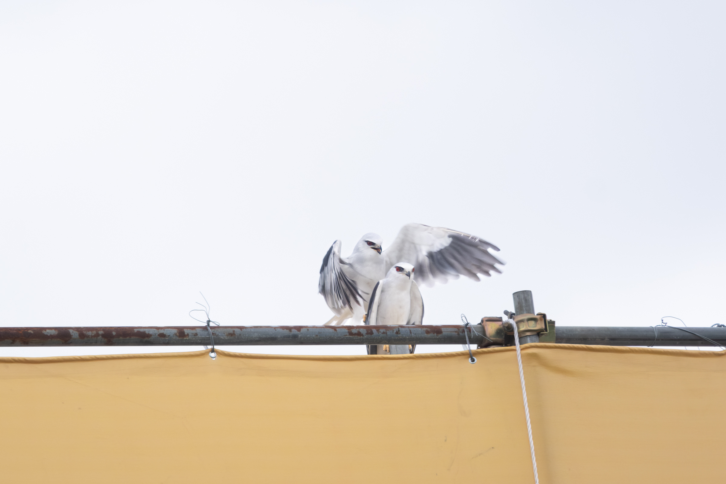 0525 黑翅鳶交配