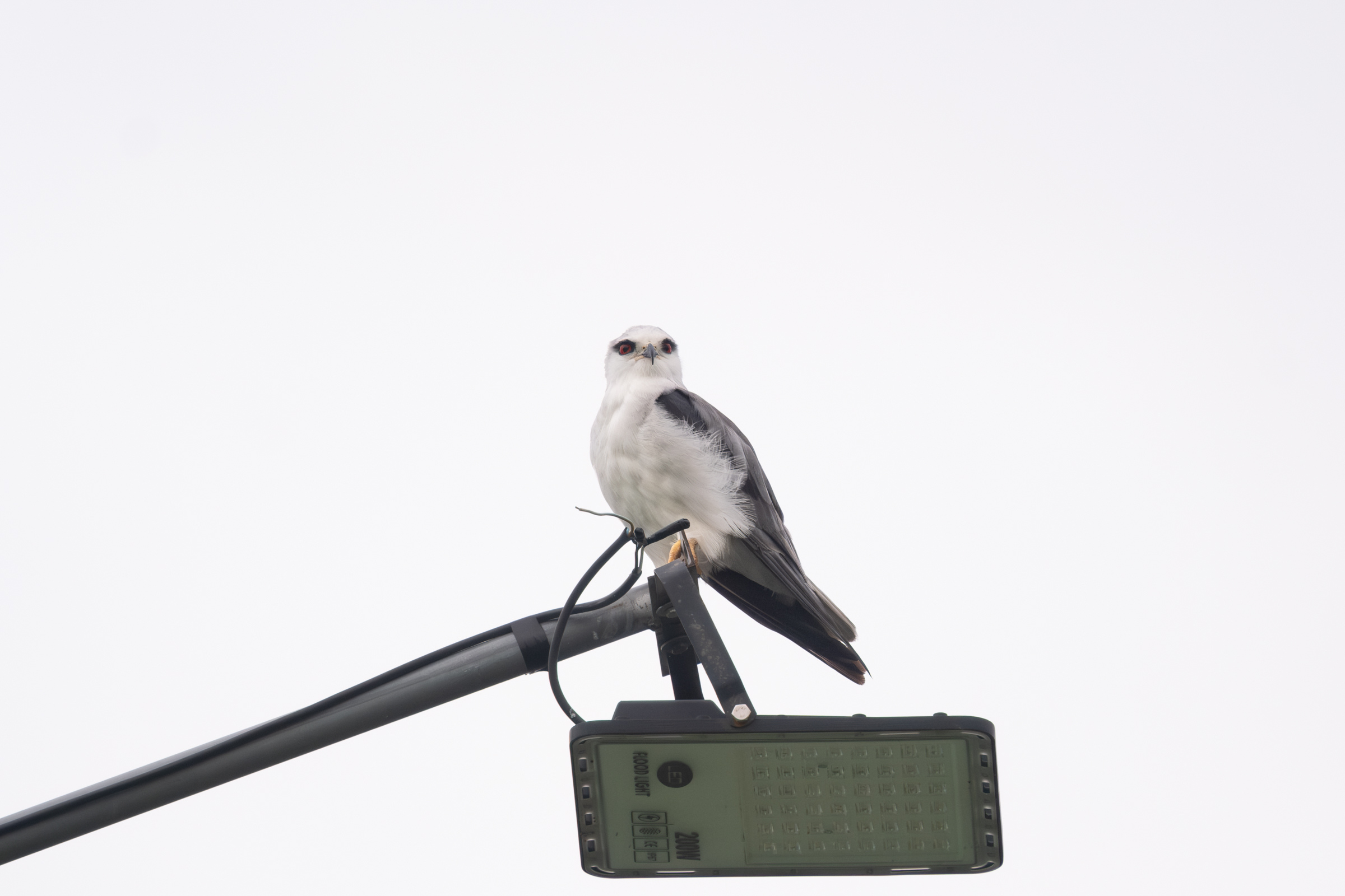 0525 黑翅鳶交配