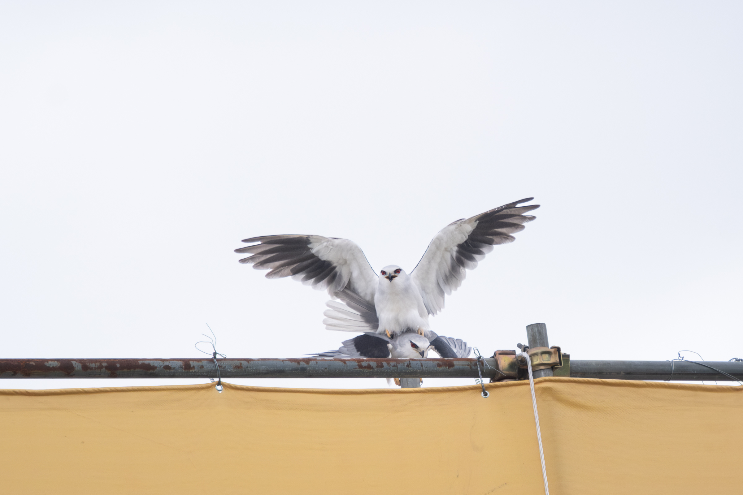 0525 黑翅鳶交配