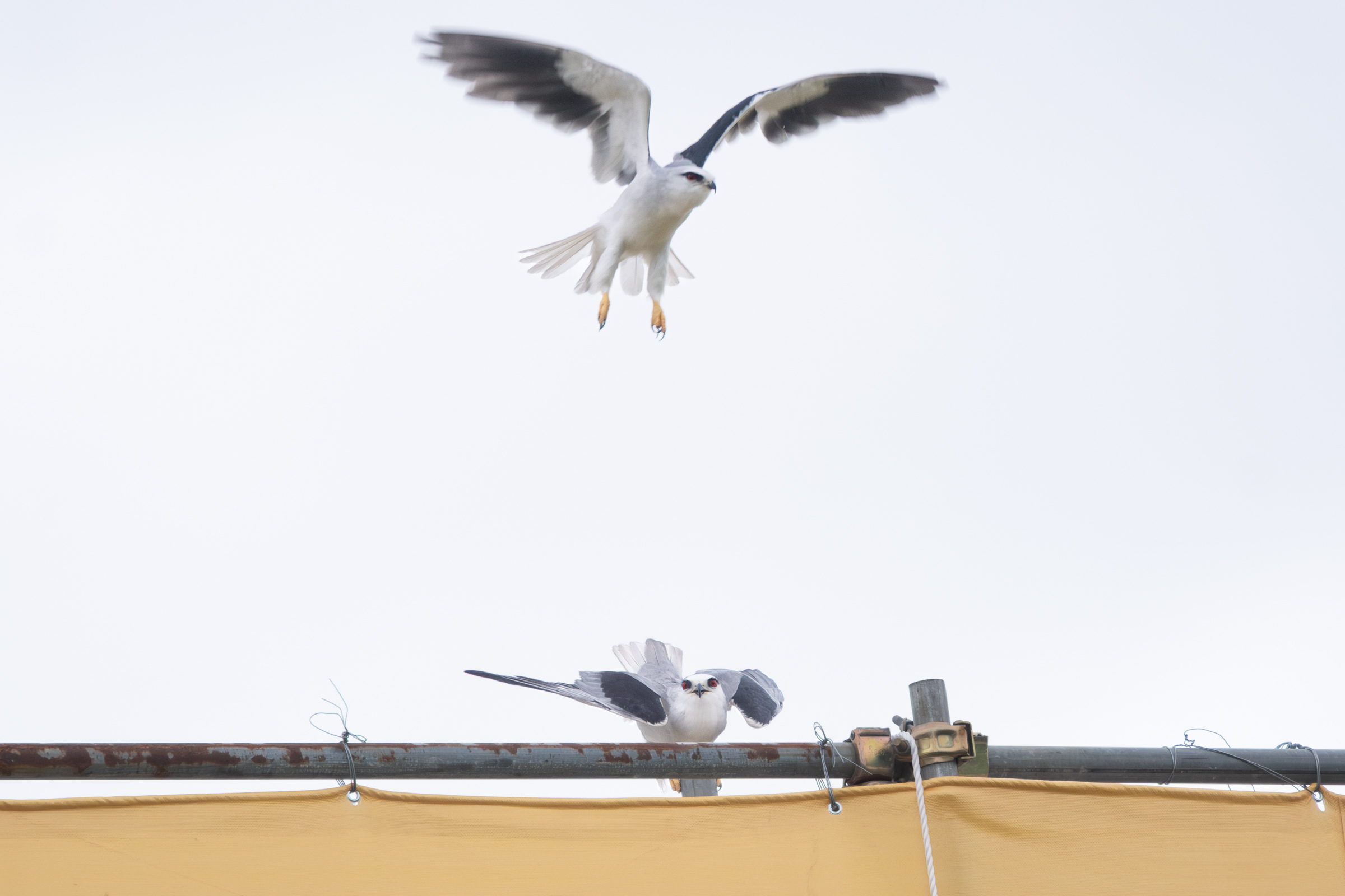 0525 黑翅鳶交配