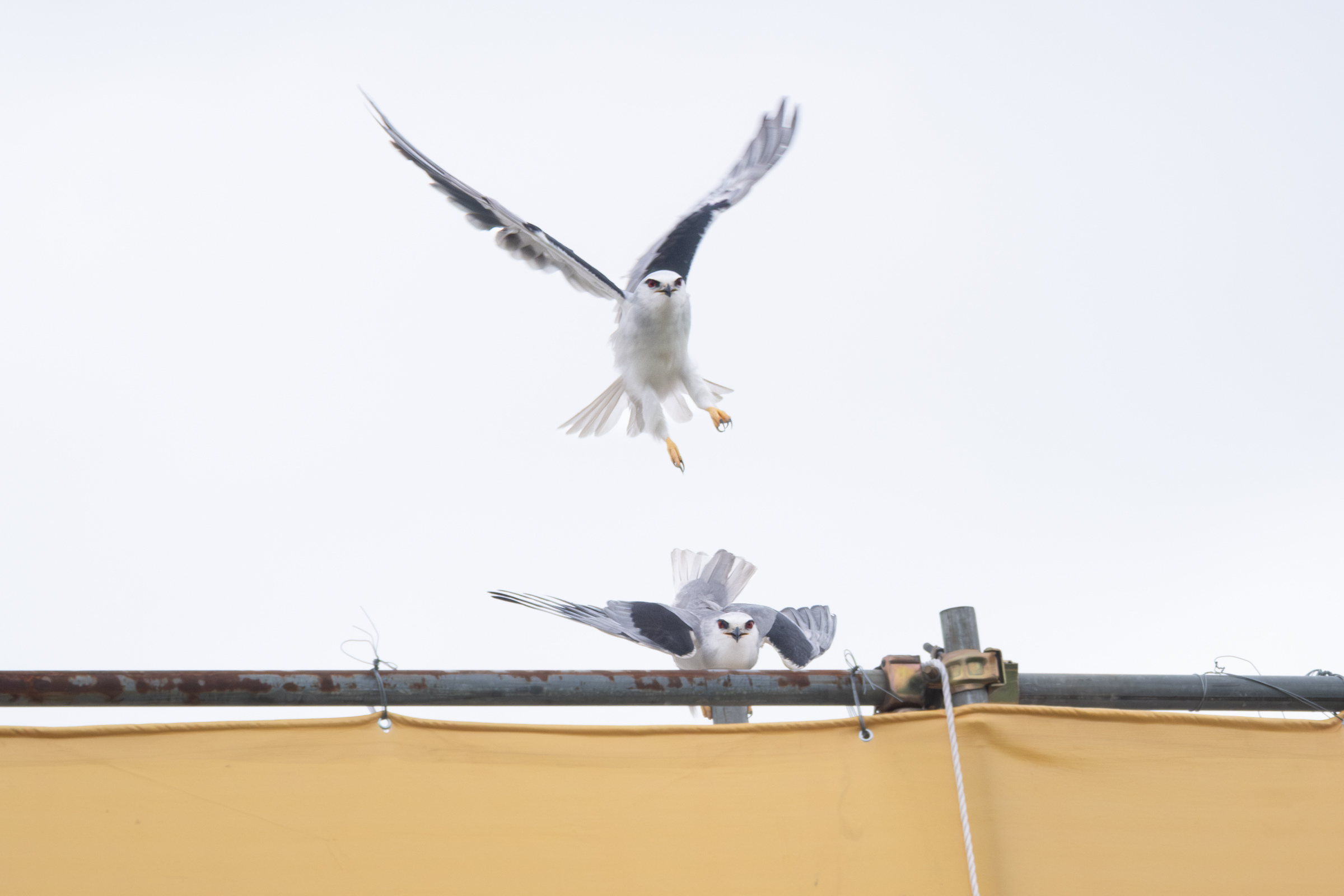 0525 黑翅鳶交配
