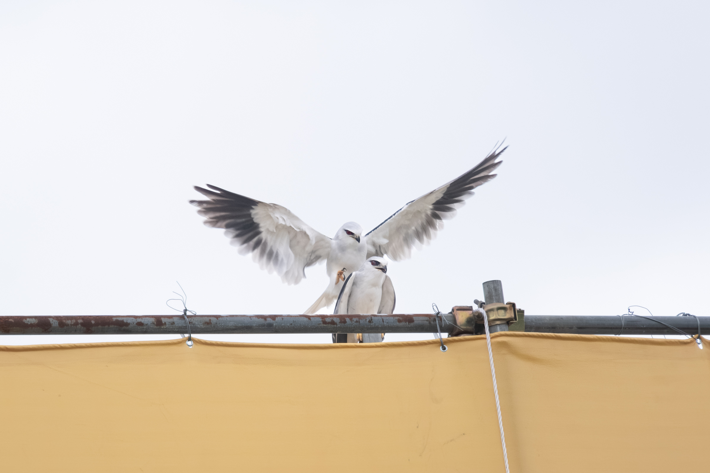 0525 黑翅鳶交配