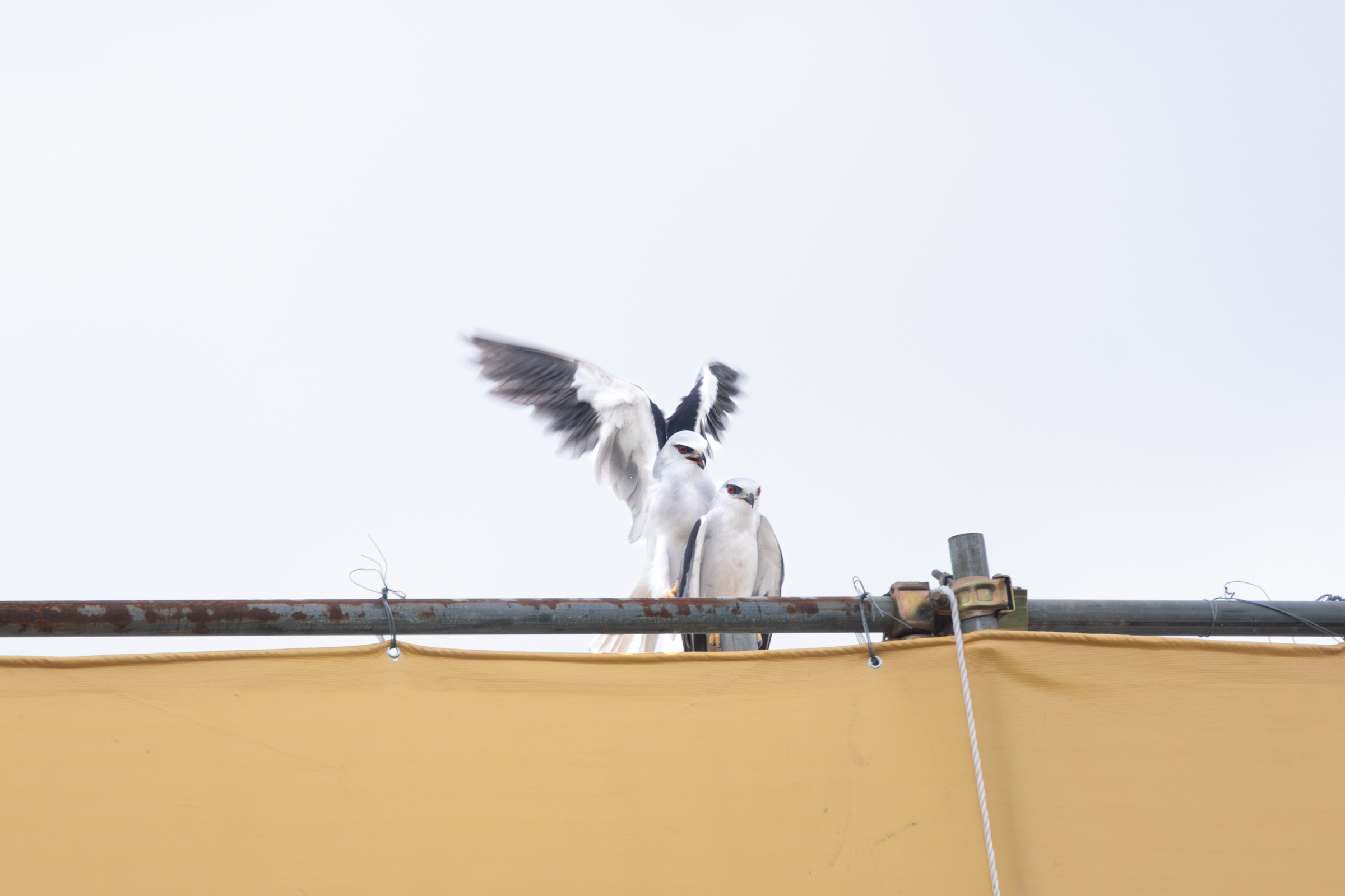 0525 黑翅鳶交配