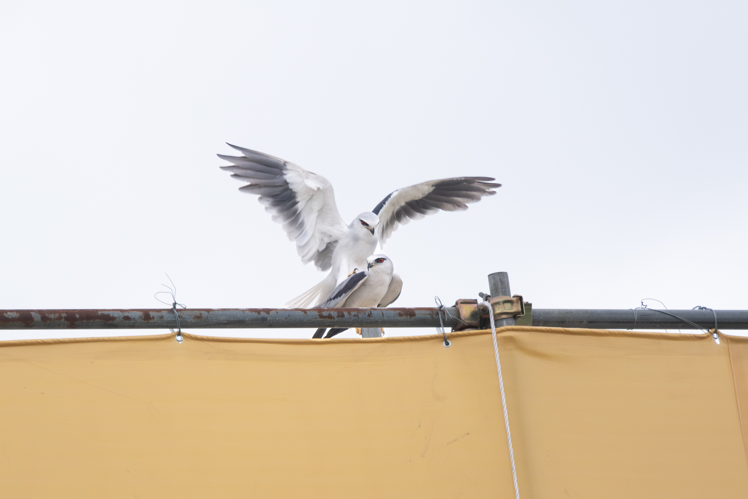 0525 黑翅鳶交配