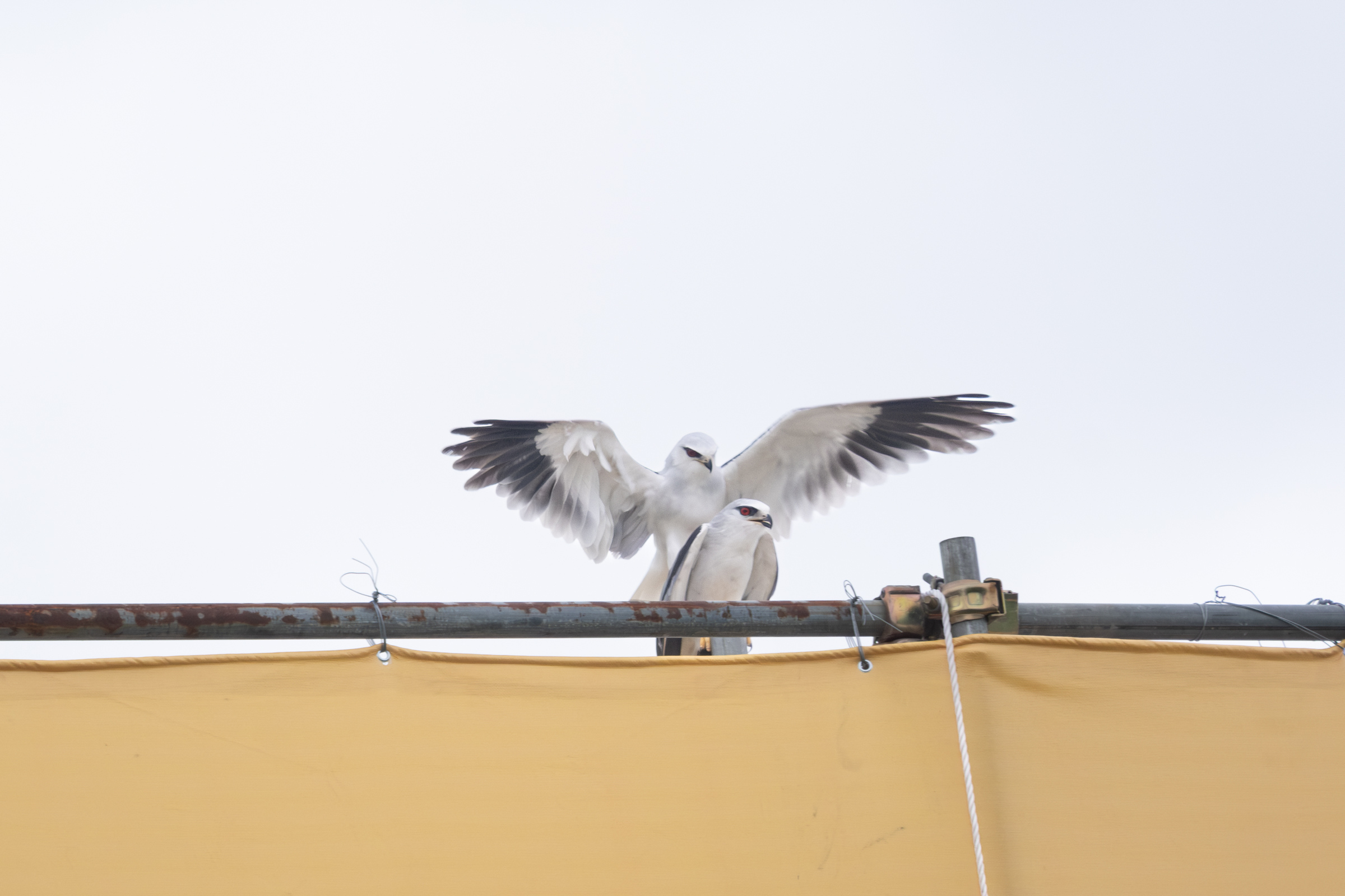 0525 黑翅鳶交配
