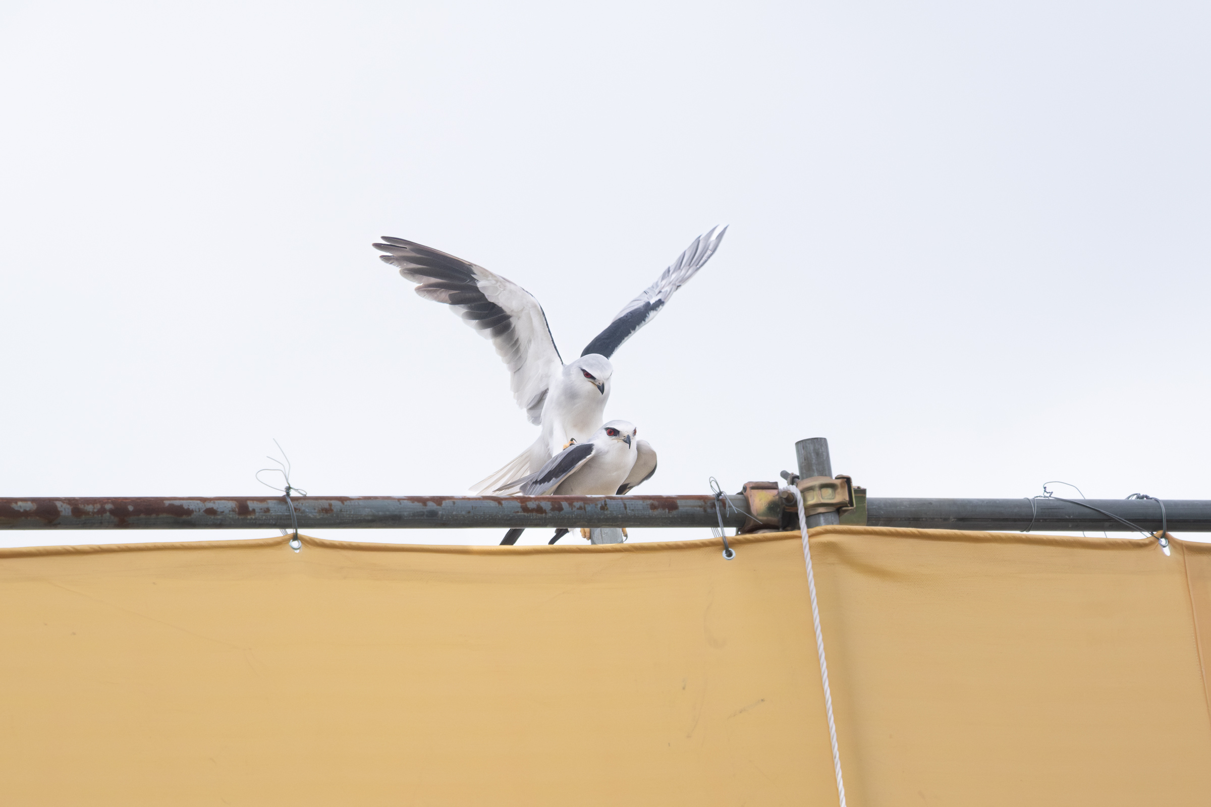 0525 黑翅鳶交配