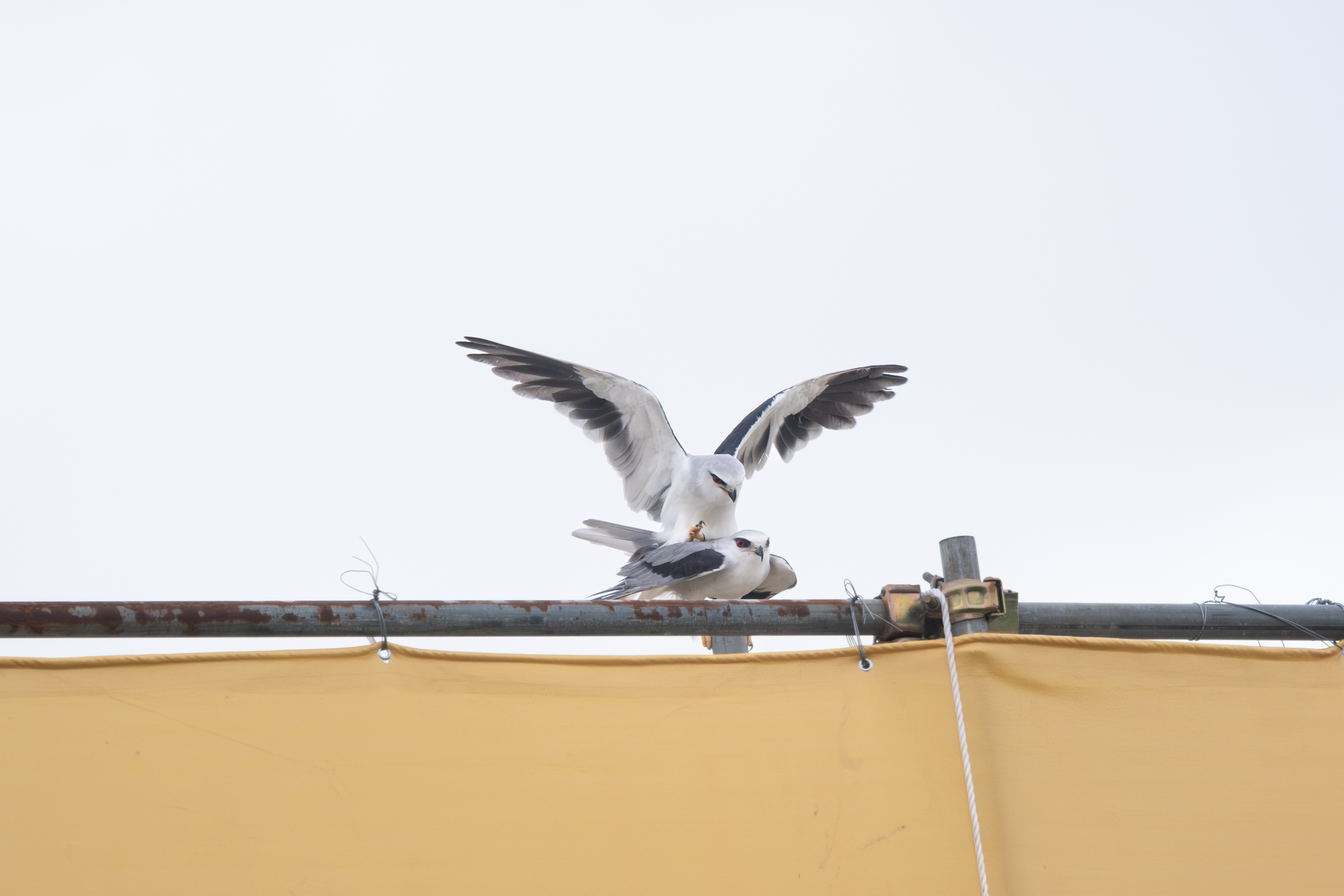 0525 黑翅鳶交配
