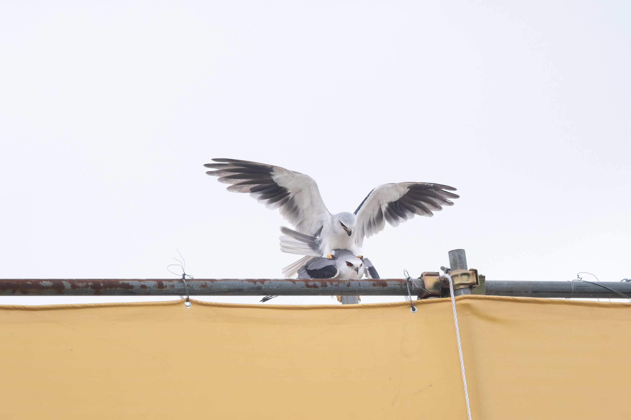0525 黑翅鳶交配