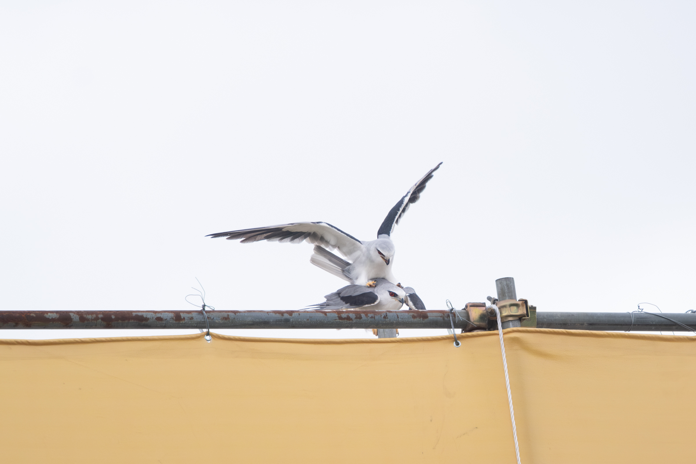 0525 黑翅鳶交配