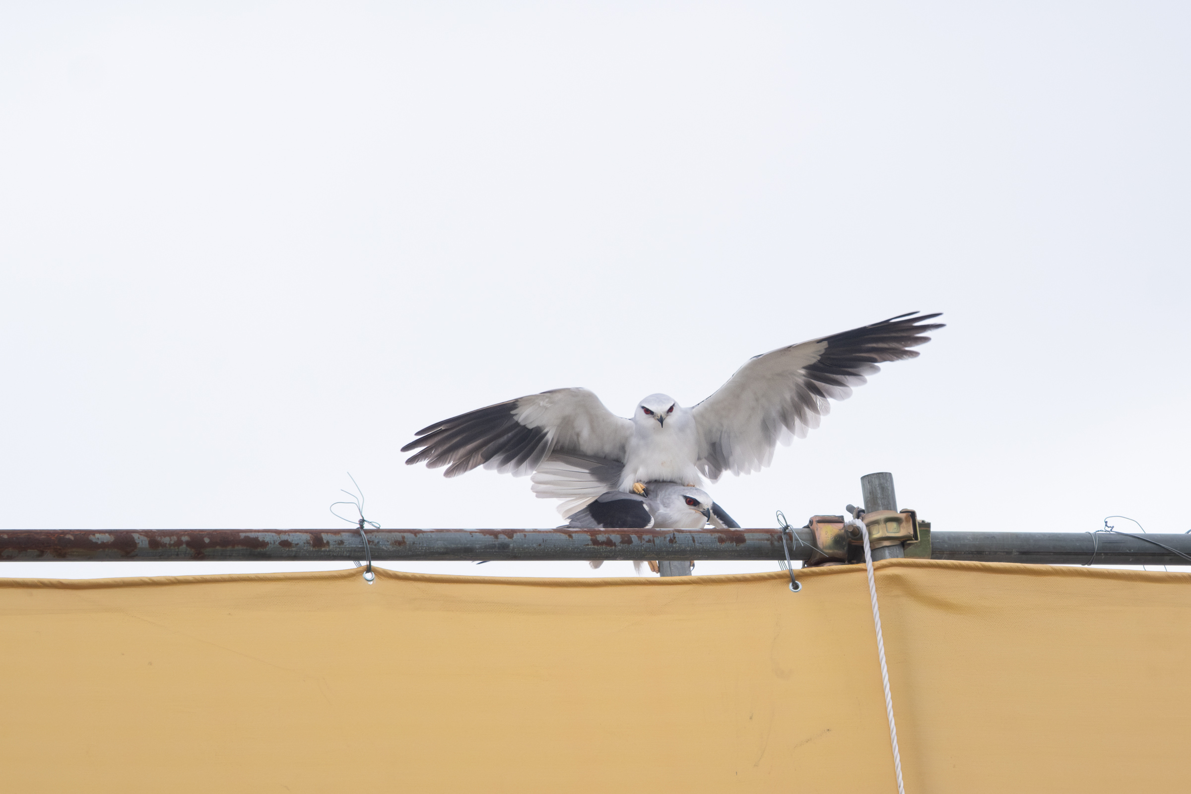 0525 黑翅鳶交配