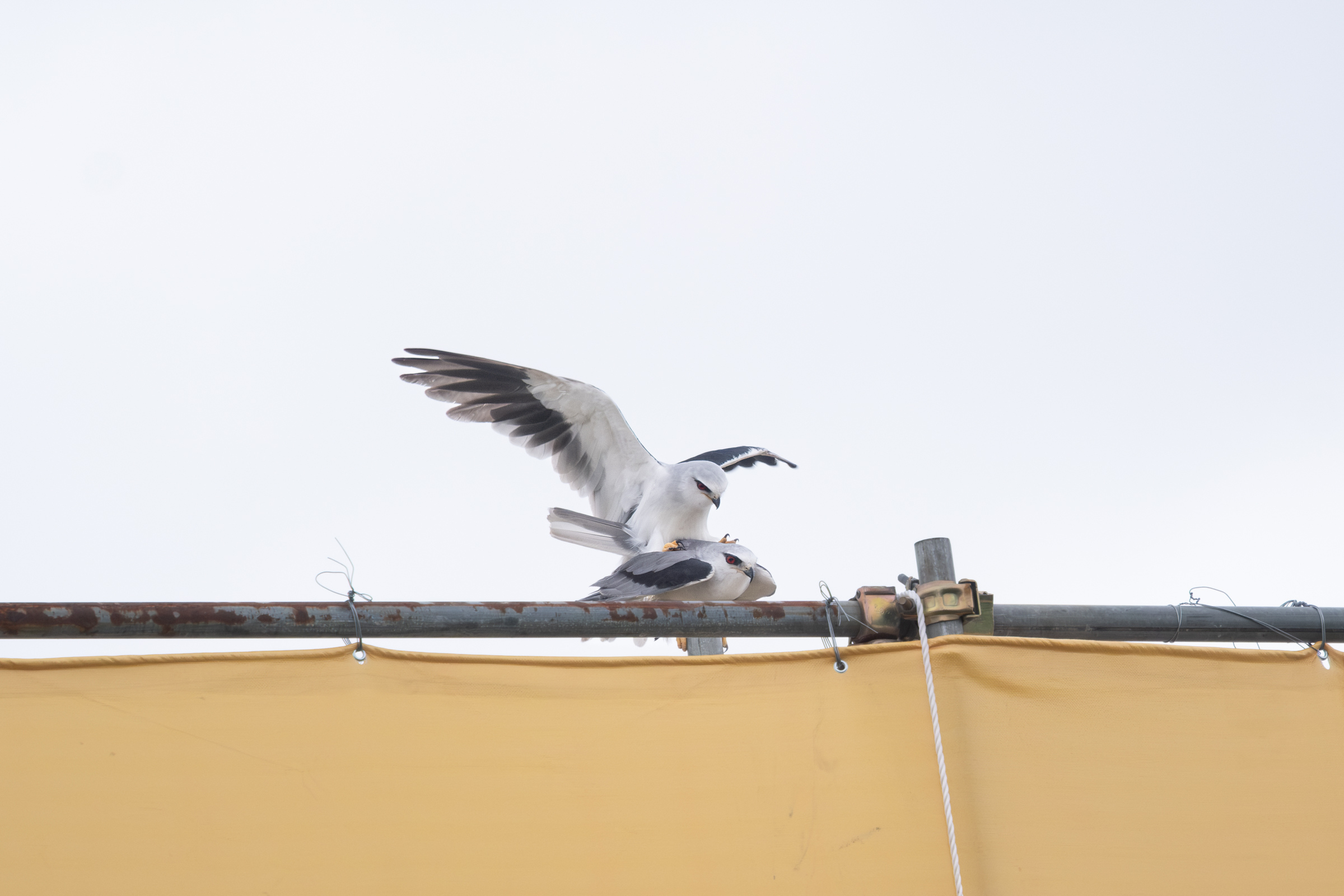 0525 黑翅鳶交配