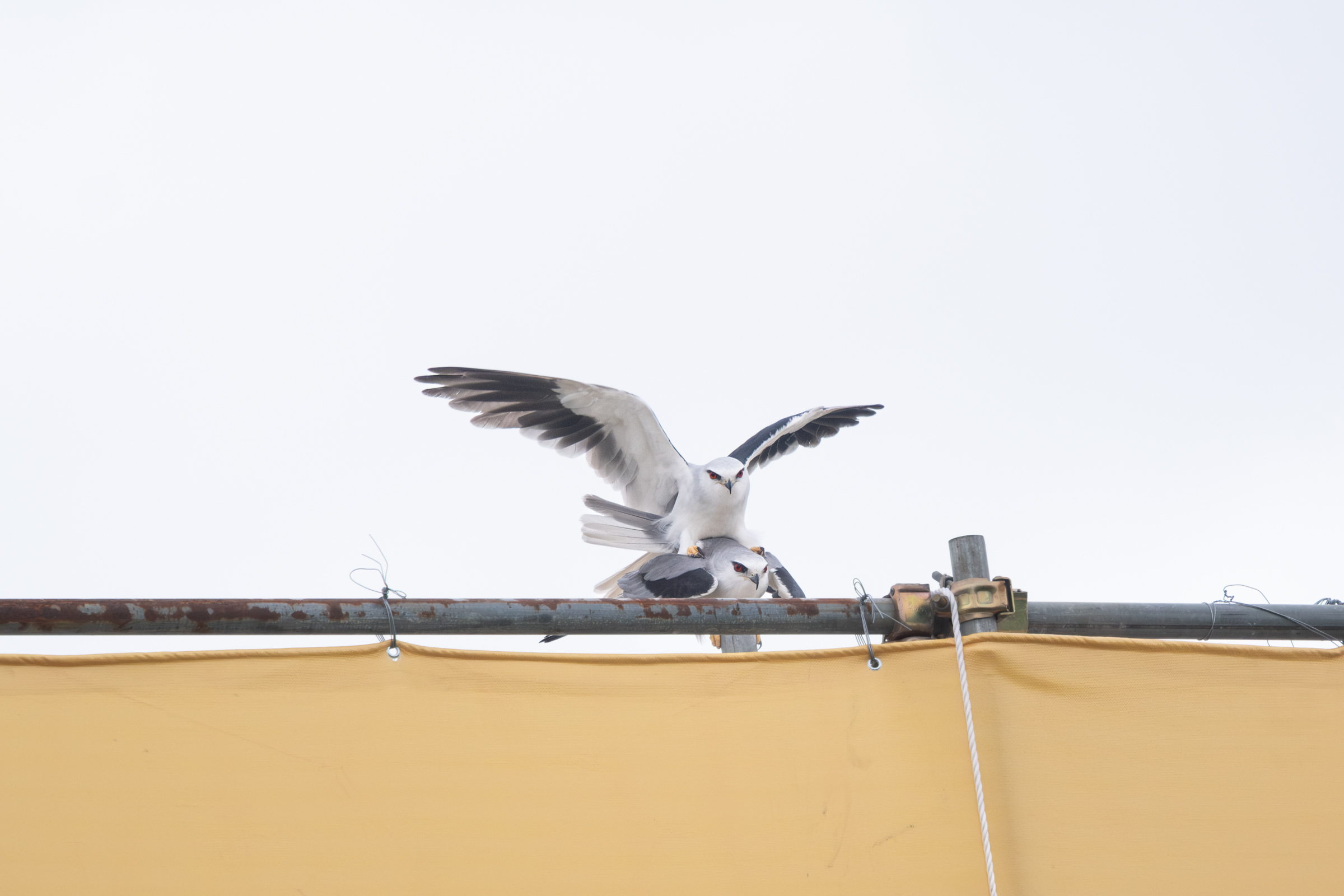 0525 黑翅鳶交配