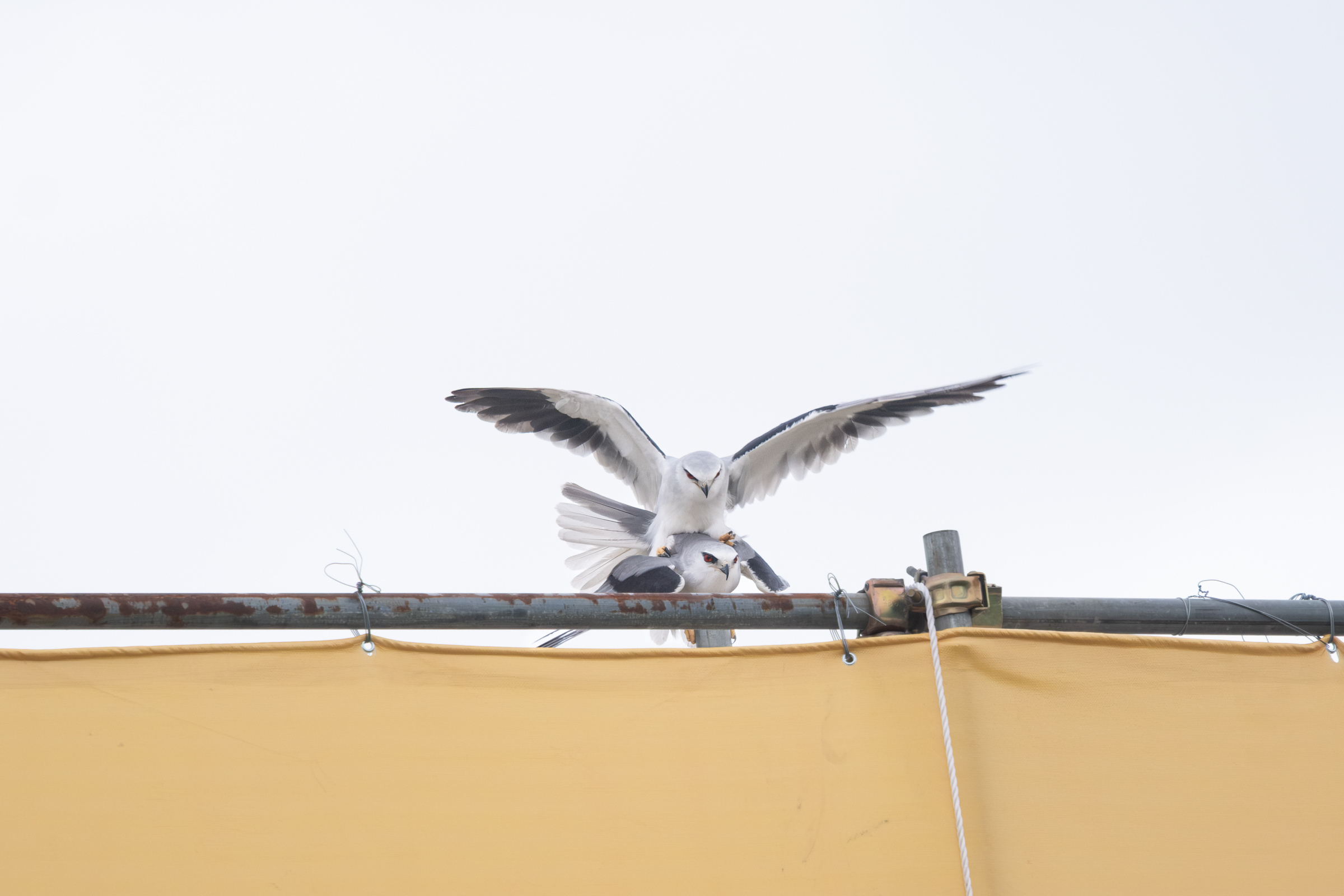 0525 黑翅鳶交配