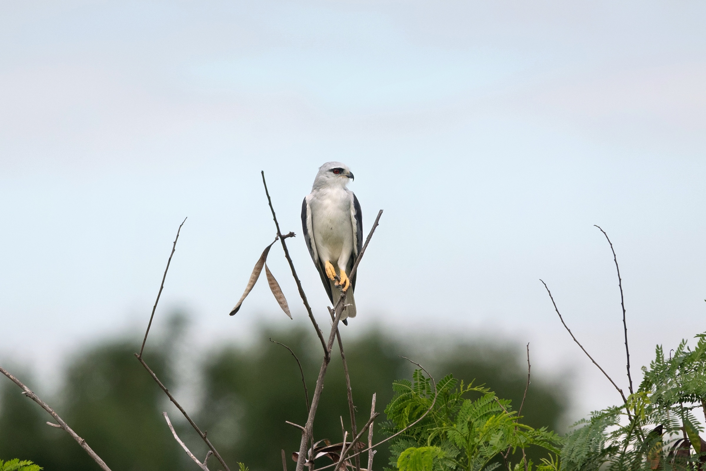 0531 黑翅鳶及鳳頭寶寶