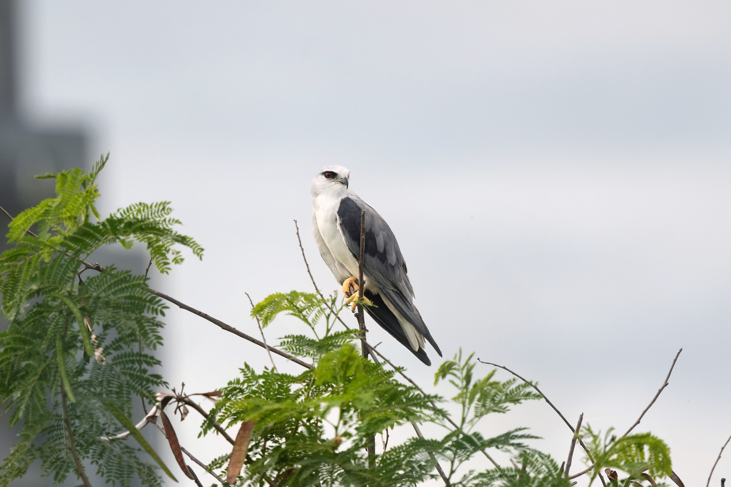 0531 黑翅鳶及鳳頭寶寶