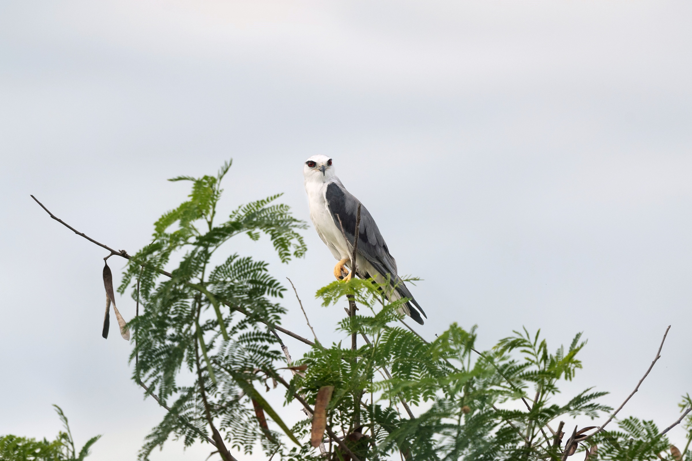 0531 黑翅鳶及鳳頭寶寶
