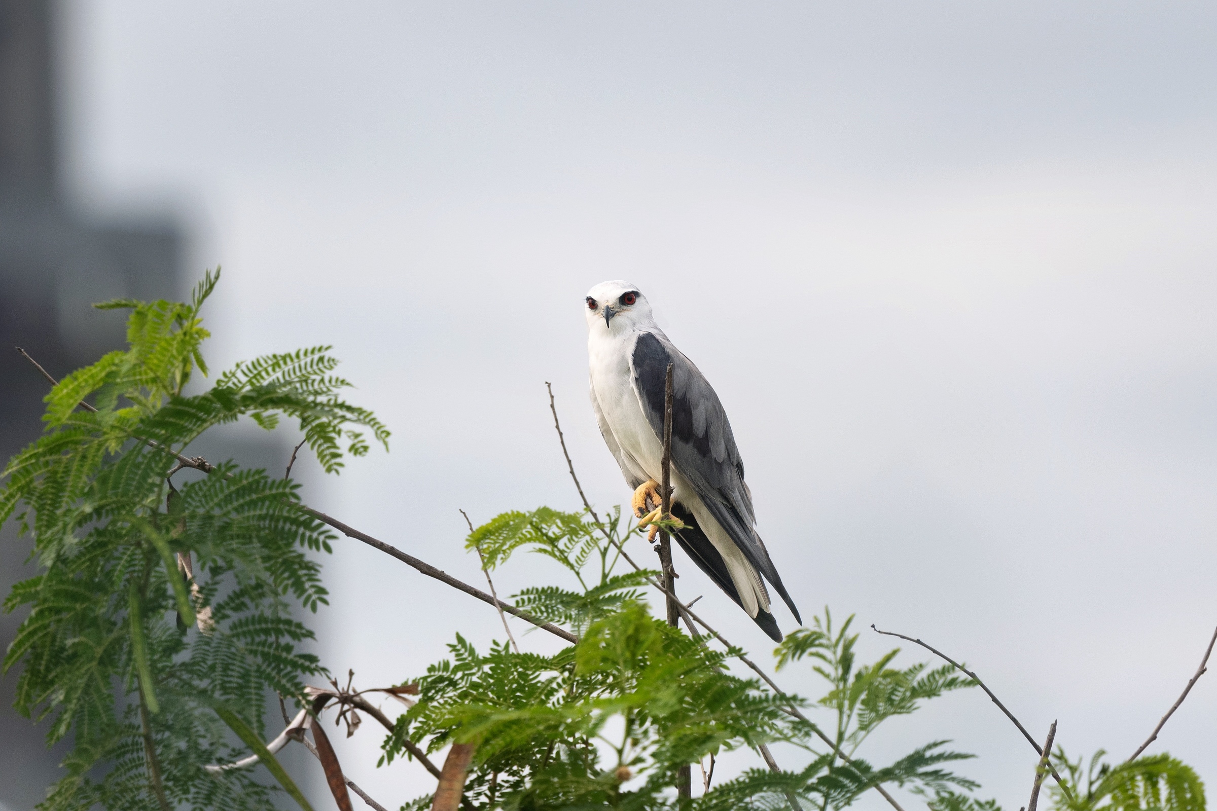 0531 黑翅鳶及鳳頭寶寶