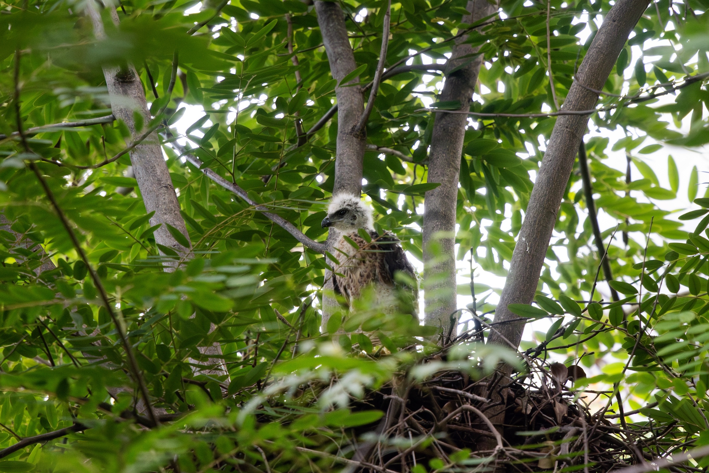 0531 黑翅鳶及鳳頭寶寶