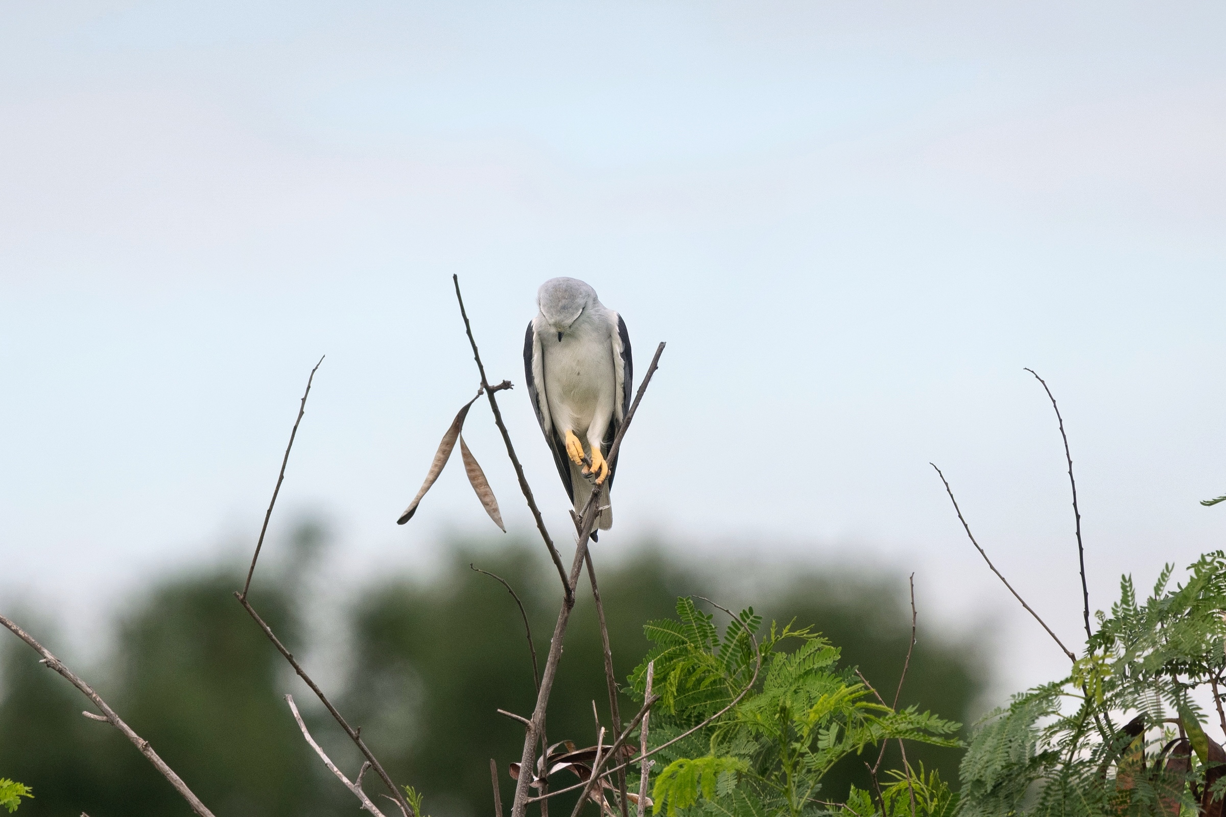 0531 黑翅鳶及鳳頭寶寶