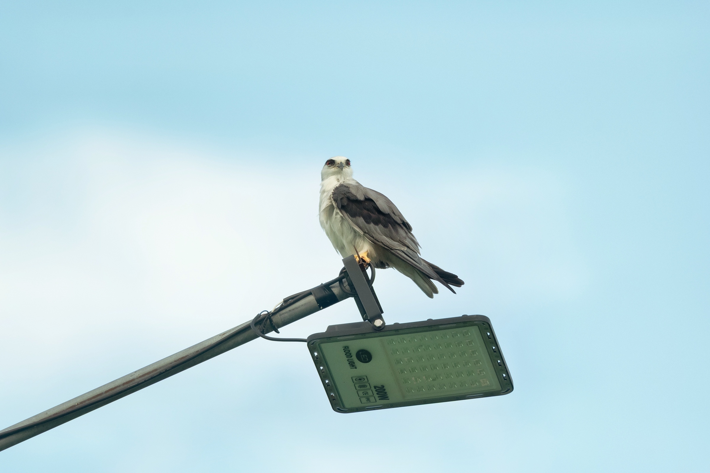 0531 黑翅鳶及鳳頭寶寶