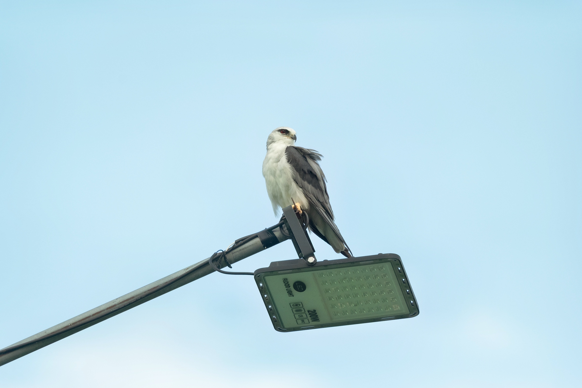 0531 黑翅鳶及鳳頭寶寶