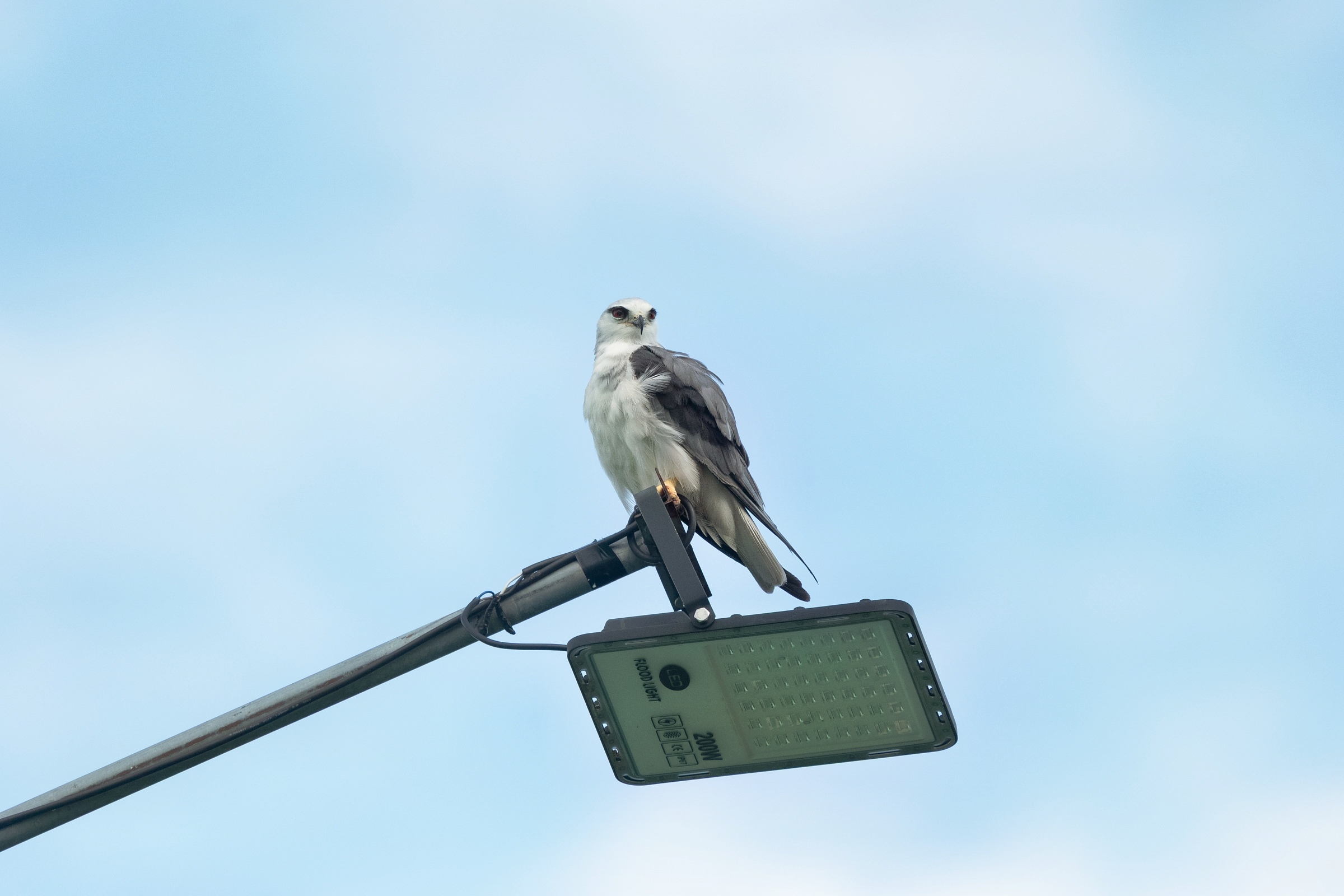 0531 黑翅鳶及鳳頭寶寶