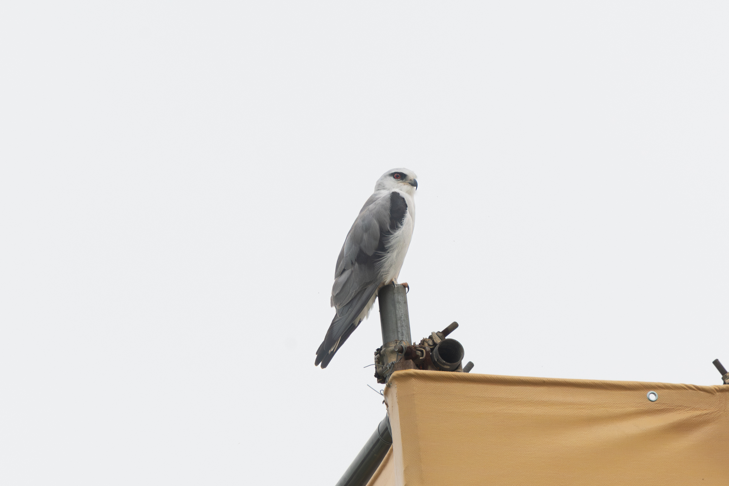 0601 黑翅鳶與黃頭扇尾鶯