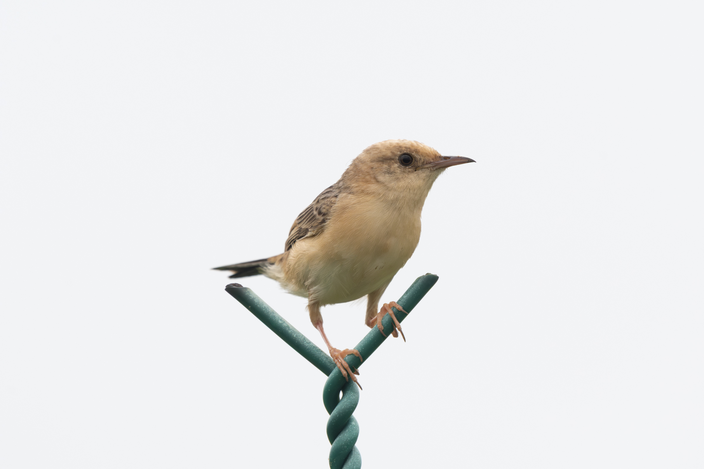 0601 黑翅鳶與黃頭扇尾鶯