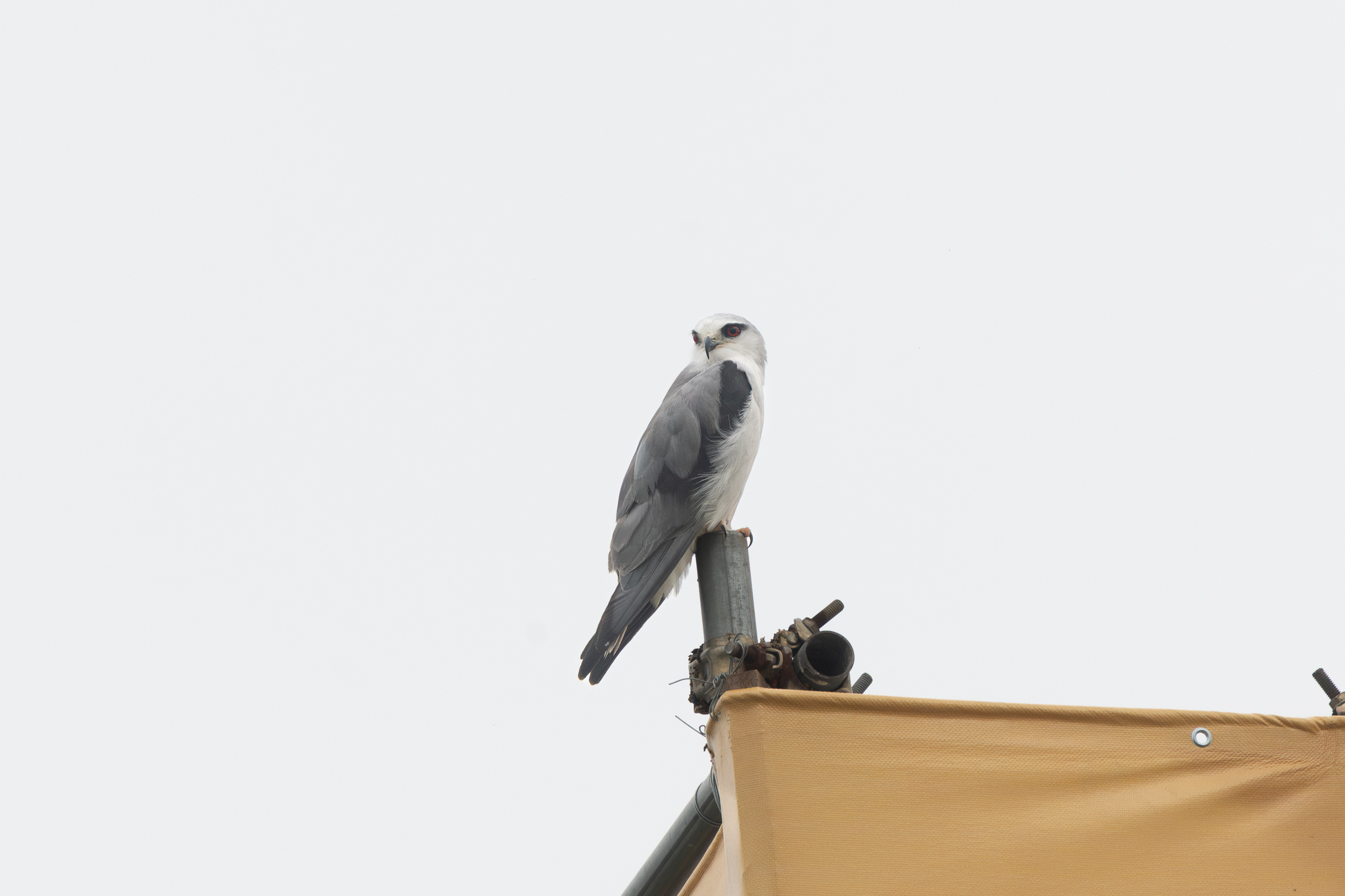 0601 黑翅鳶與黃頭扇尾鶯