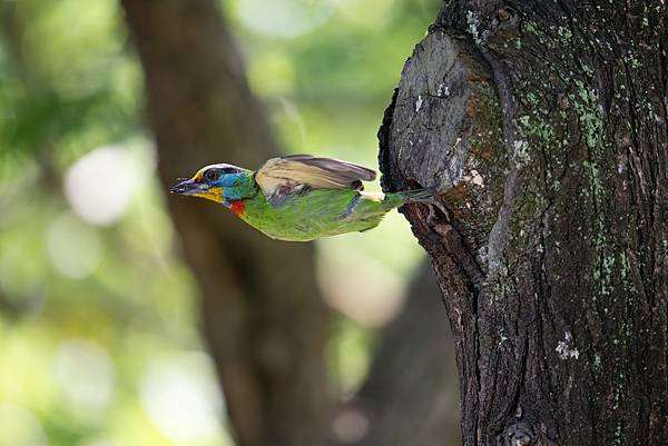 0610 大安五色鳥