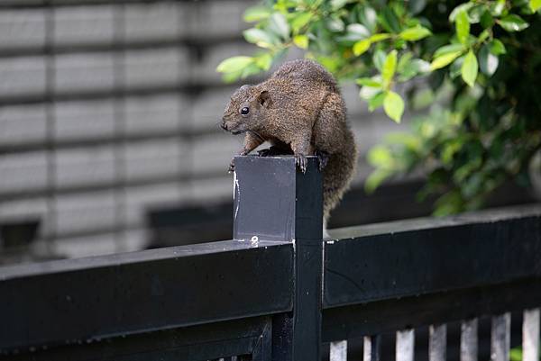 0610 大安五色鳥