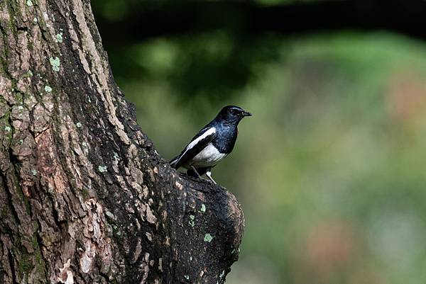 0610 大安五色鳥