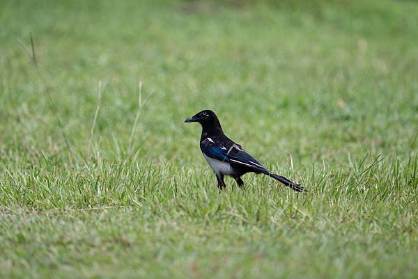 0610 大安五色鳥