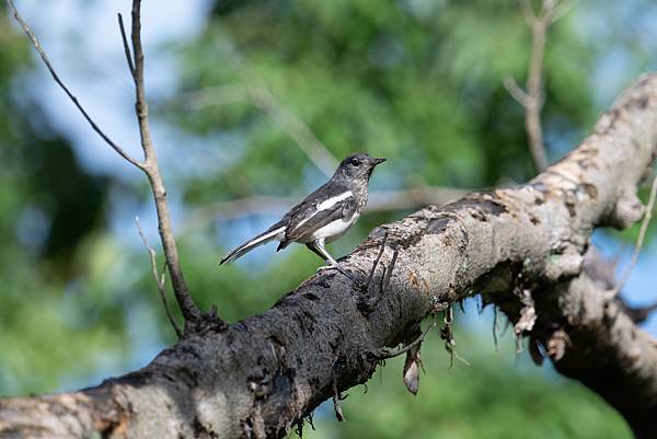 0610 大安五色鳥