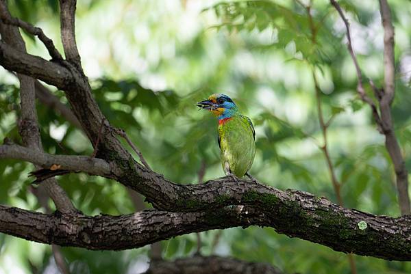 0610 大安五色鳥