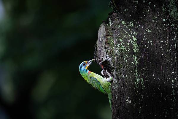 0610 大安五色鳥