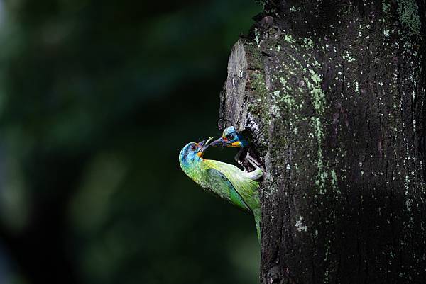 0610 大安五色鳥