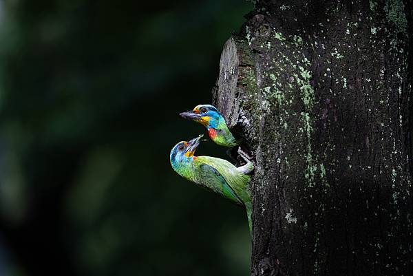 0610 大安五色鳥