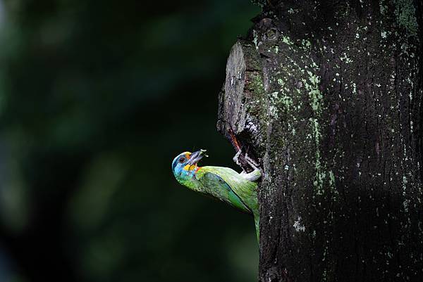 0610 大安五色鳥