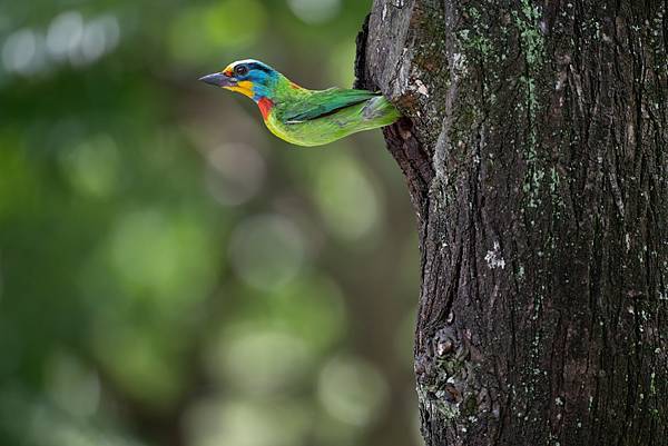 0610 大安五色鳥