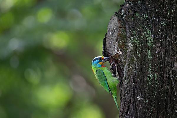 0610 大安五色鳥