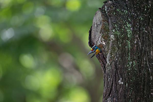 0610 大安五色鳥