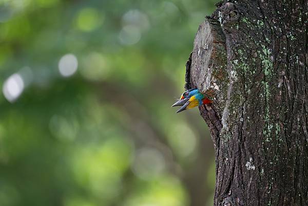 0610 大安五色鳥
