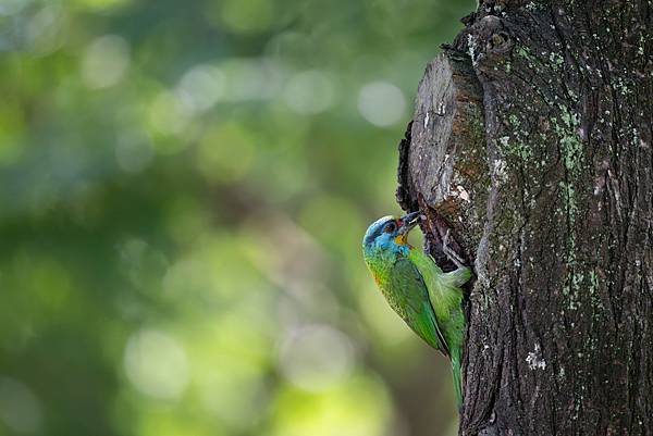 0610 大安五色鳥