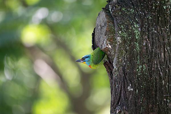 0610 大安五色鳥