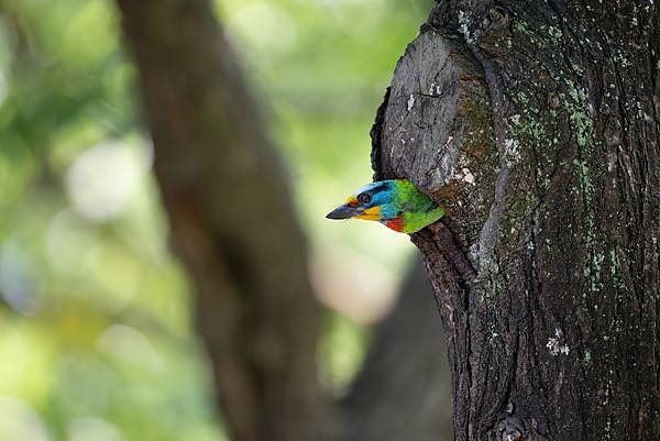 0610 大安五色鳥