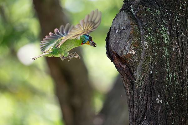 0610 大安五色鳥