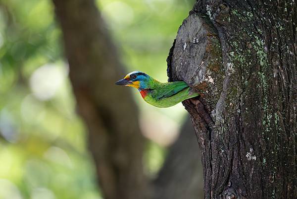 0610 大安五色鳥